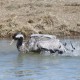 Descripción: Una grulla disfrutando del baño.