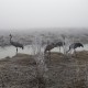 Descripción: Un día de mucho frío y niebla intensa