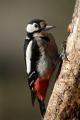 Imagen 7 de la galería de Pico picapinos - Great spotted woodpecker