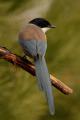 Rabilargo (Cyanopica cyanus)